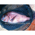 Frozen Red Seabream